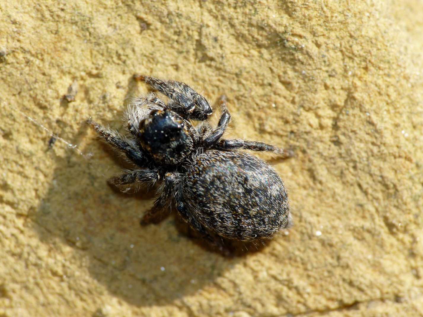 Salticidae mediopiccolo